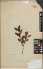 Foto von Salix myrsinifolia Salisb. x Salix phylicifolia L.
